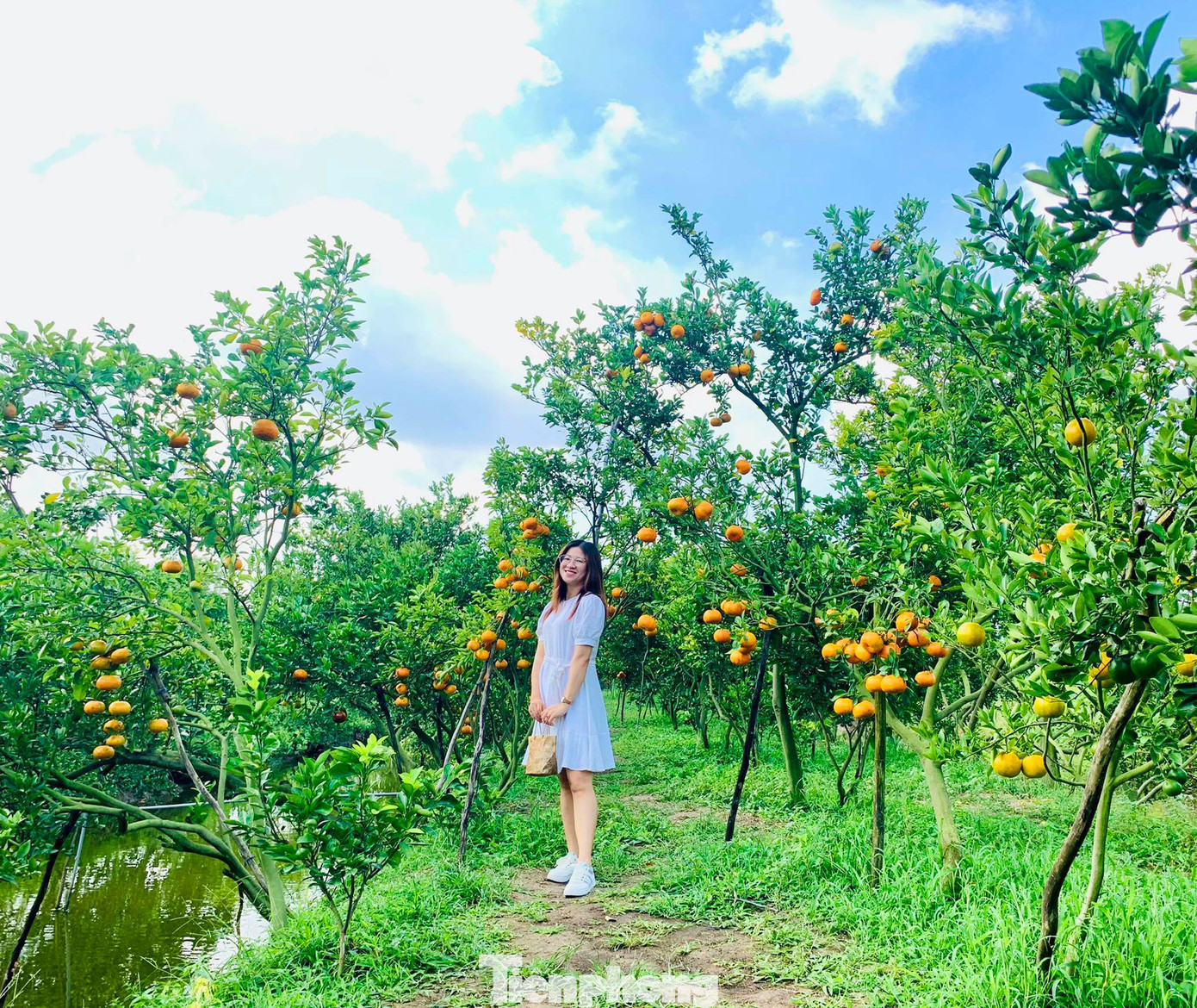 Mê mẩn vườn quýt hồng trĩu quả của nông dân miền Tây ảnh 3