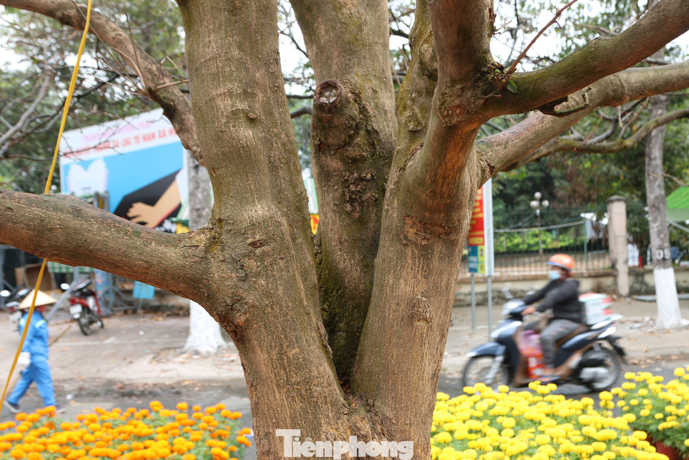 Hai cây mai cổ thụ tiền tỉ ở Đồng Tháp ảnh 4