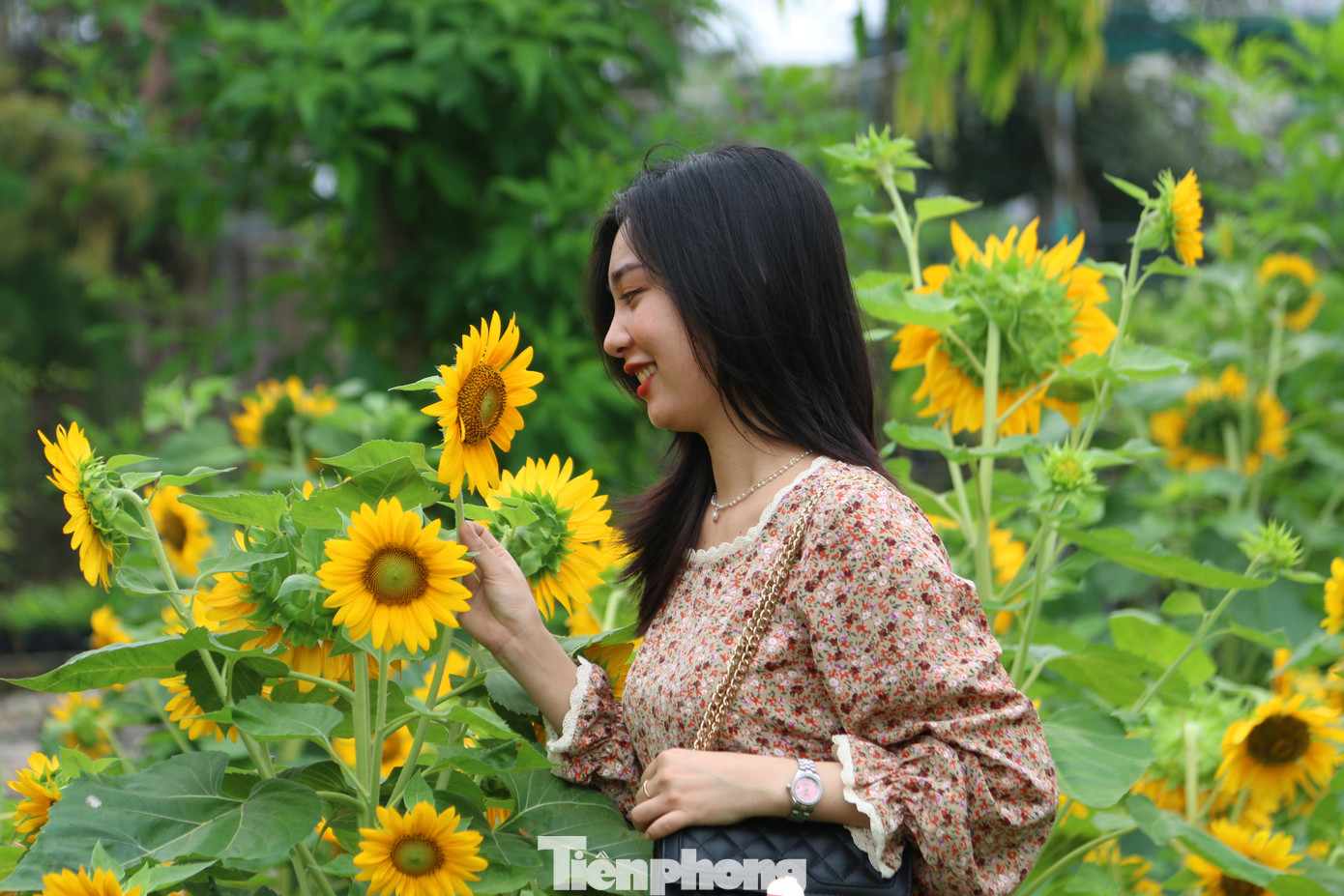 Làng hoa lớn nhất miền Tây đìu hiu, khách thưa thớt ảnh 11