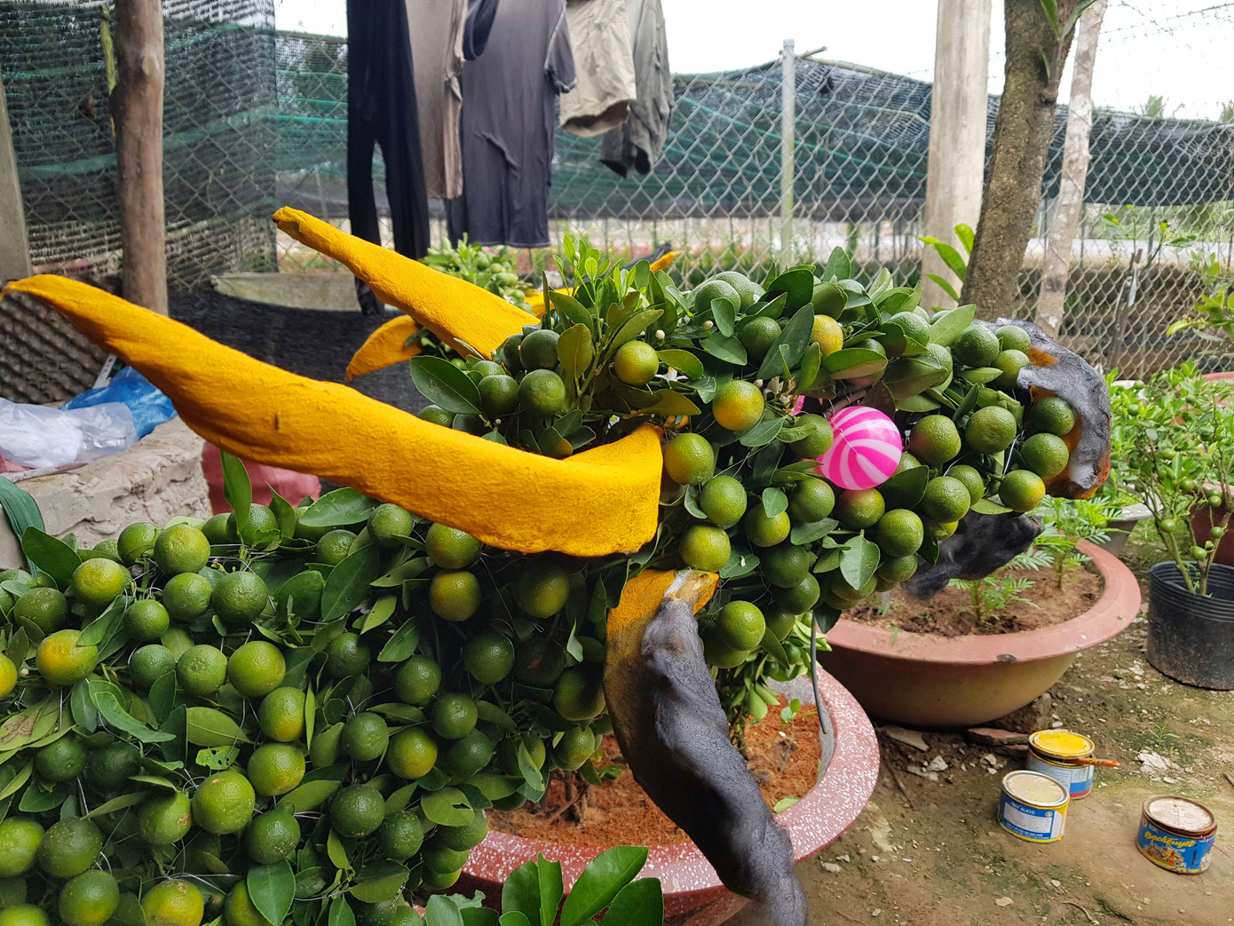 Người trồng mai ở TPHCM gấp rút tỉa lá, trâu vàng 'cõng' quất hút khách miền Tây ảnh 13