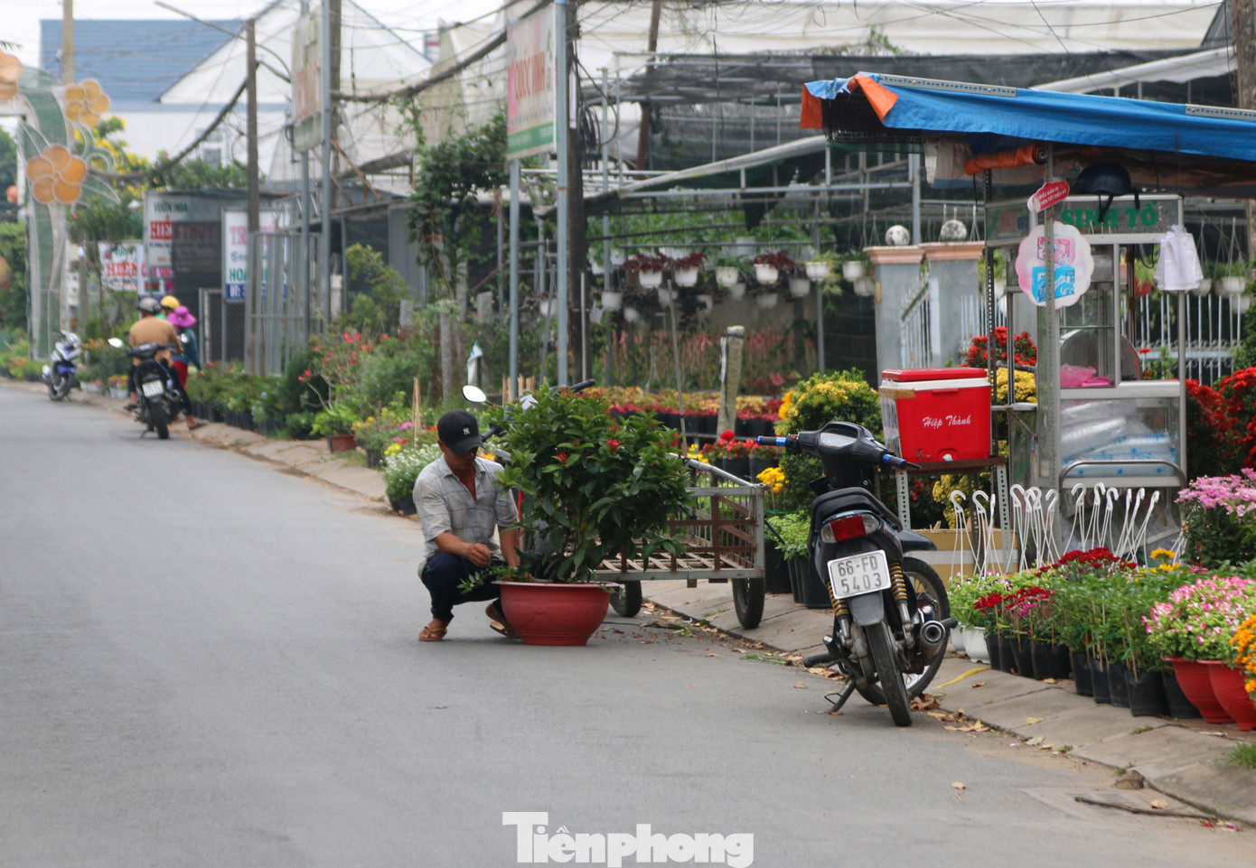 Làng hoa lớn nhất miền Tây đìu hiu, khách thưa thớt ảnh 7