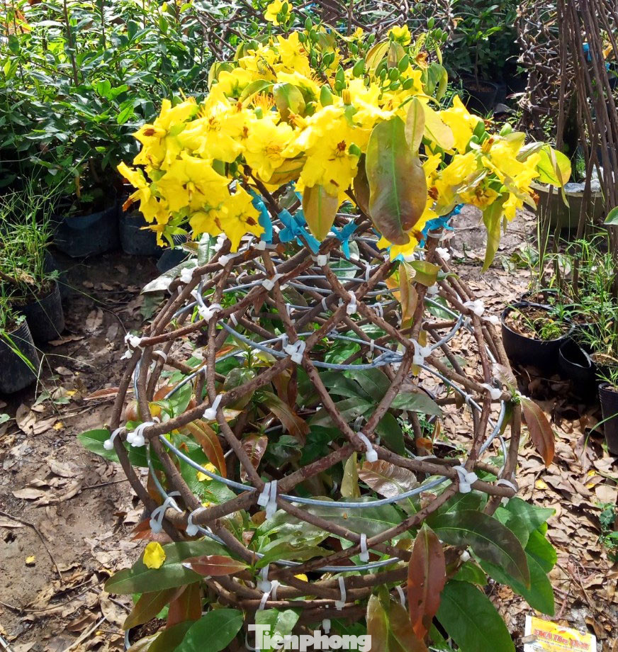 Chàng trai 9x uốn mai vàng thành lộc bình tiền triệu 'cháy’ hàng dịp Tết ảnh 12