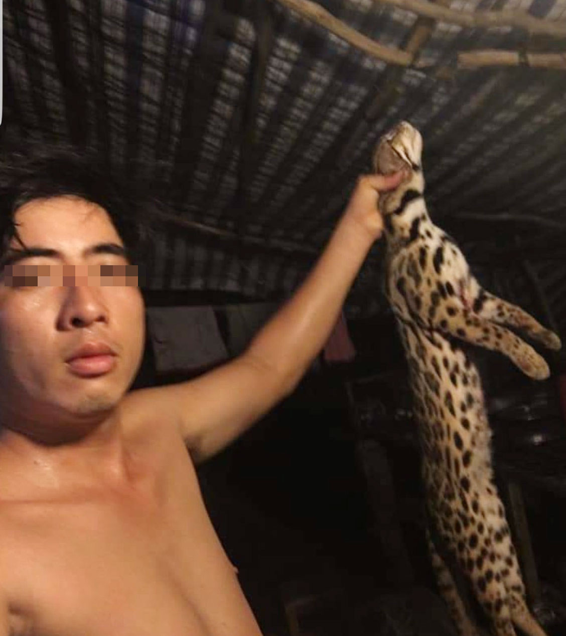  Dân quân xã giết nhiều mèo rừng quý hiếm rồi lên Facebook 'khoe' chiến tích ảnh 1