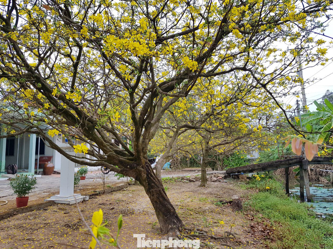 Hai cây mai cổ thụ tiền tỉ ở Đồng Tháp ảnh 11