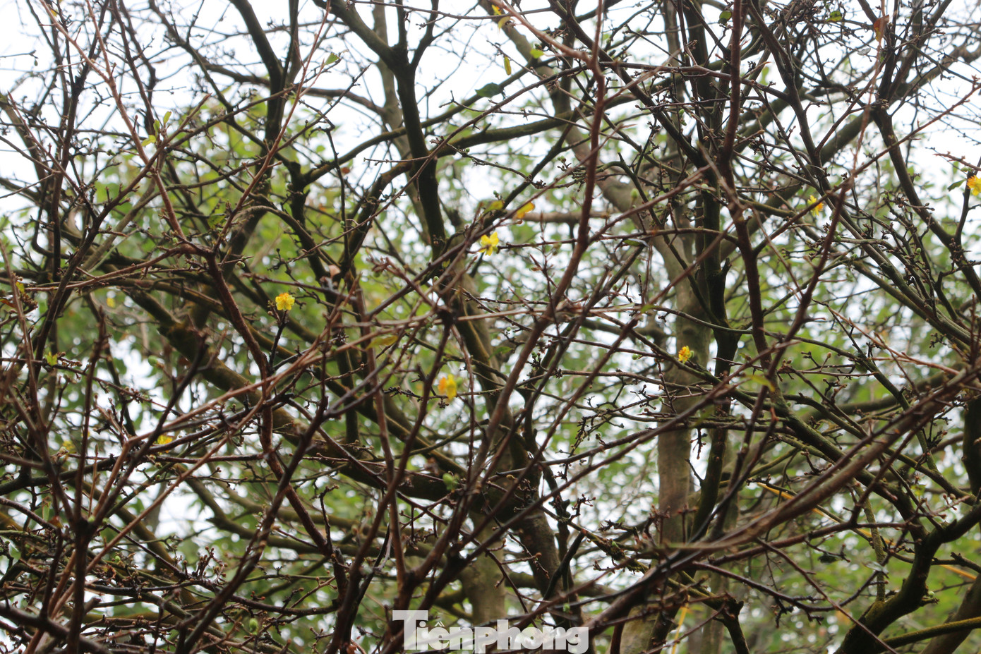 Hai cây mai cổ thụ tiền tỉ ở Đồng Tháp ảnh 5