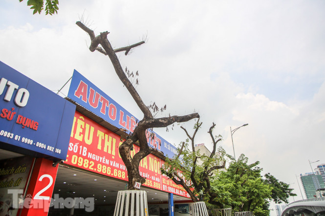 Được 'cấp cứu' liên tục, hàng sưa đỏ phố Nguyễn Văn Huyên vẫn héo úa ảnh 8