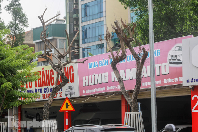 Được 'cấp cứu' liên tục, hàng sưa đỏ phố Nguyễn Văn Huyên vẫn héo úa ảnh 1