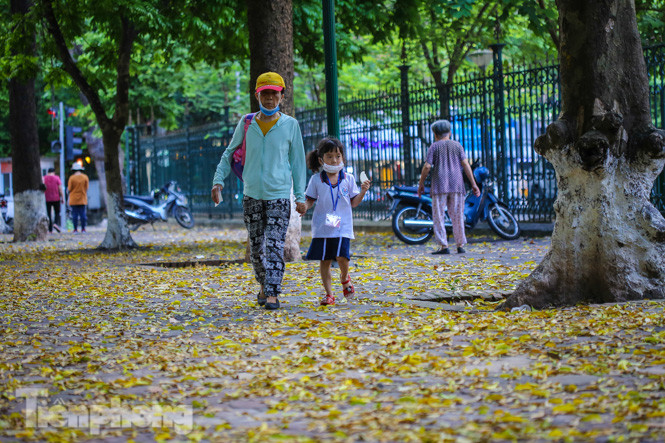  Lá phủ vàng con phố trong tiết trời chuyển sang thu ở Hà Nội ảnh 10
