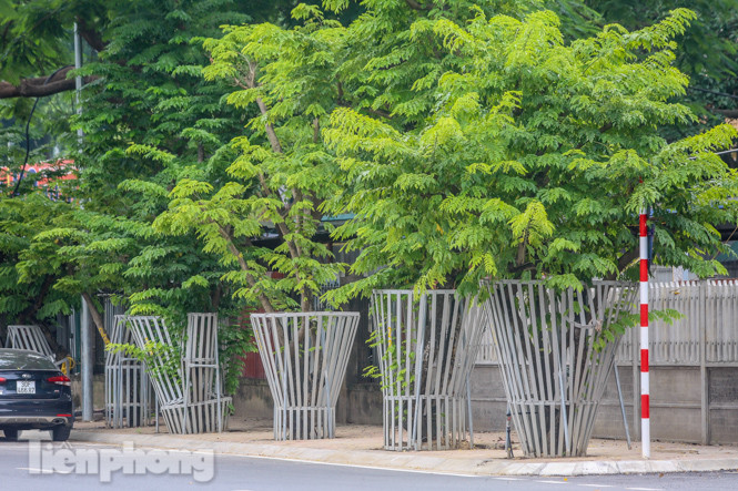 Được 'cấp cứu' liên tục, hàng sưa đỏ phố Nguyễn Văn Huyên vẫn héo úa ảnh 10