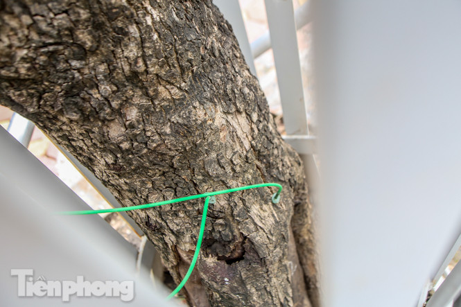 Được 'cấp cứu' liên tục, hàng sưa đỏ phố Nguyễn Văn Huyên vẫn héo úa ảnh 3