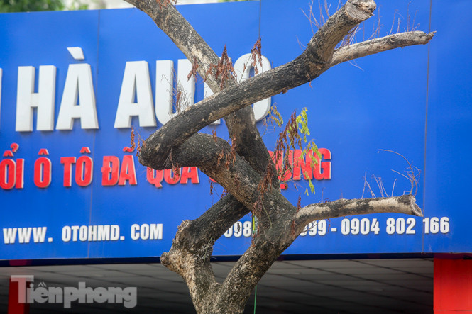 Được 'cấp cứu' liên tục, hàng sưa đỏ phố Nguyễn Văn Huyên vẫn héo úa ảnh 6