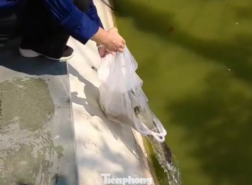 Phóng sinh 'đủ món' ra hồ Hoàn Kiếm ngày rằm tháng 7 ảnh 11