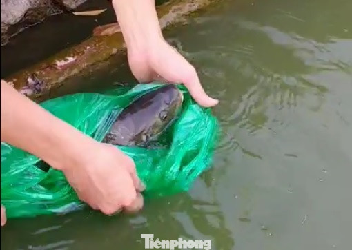 Phóng sinh 'đủ món' ra hồ Hoàn Kiếm ngày rằm tháng 7 ảnh 9