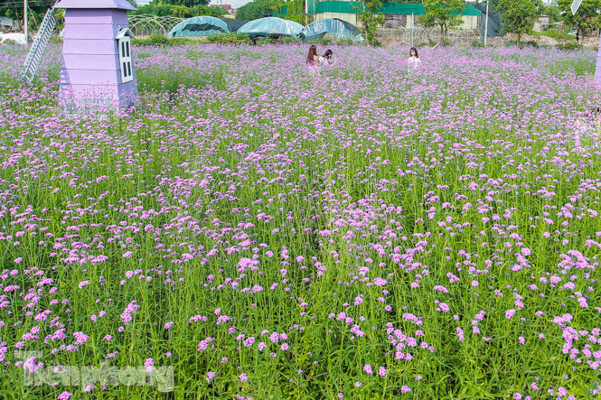 Thảm hoa tím lãng mạn ở Hà Nội hút đông đảo nữ sinh đến ‘check-in’ ảnh 1