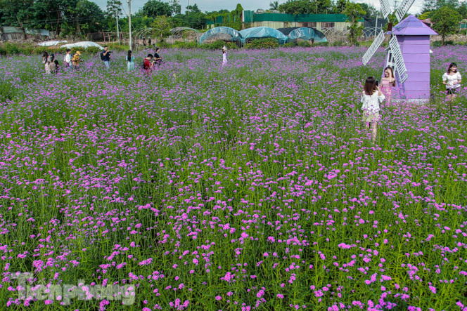 Thảm hoa tím lãng mạn ở Hà Nội hút đông đảo nữ sinh đến ‘check-in’ ảnh 8
