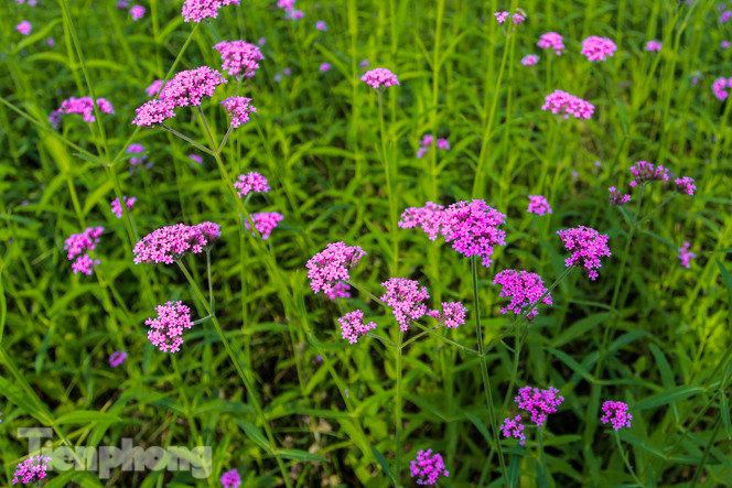Thảm hoa tím lãng mạn ở Hà Nội hút đông đảo nữ sinh đến ‘check-in’ ảnh 3
