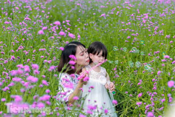 Thảm hoa tím lãng mạn ở Hà Nội hút đông đảo nữ sinh đến ‘check-in’ ảnh 9