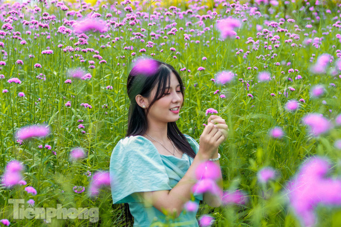 Thảm hoa tím lãng mạn ở Hà Nội hút đông đảo nữ sinh đến ‘check-in’ ảnh 5