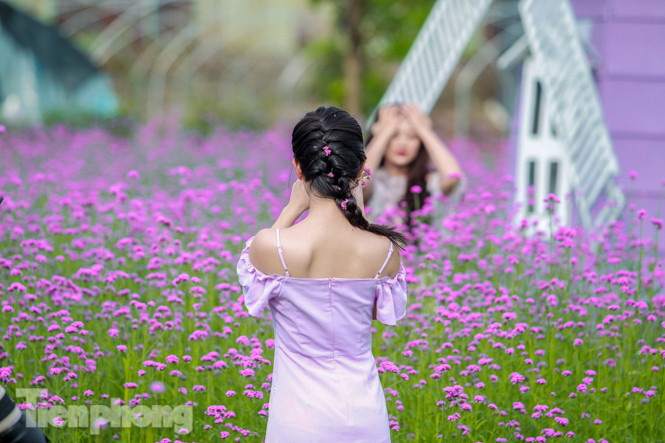 Thảm hoa tím lãng mạn ở Hà Nội hút đông đảo nữ sinh đến ‘check-in’ ảnh 10