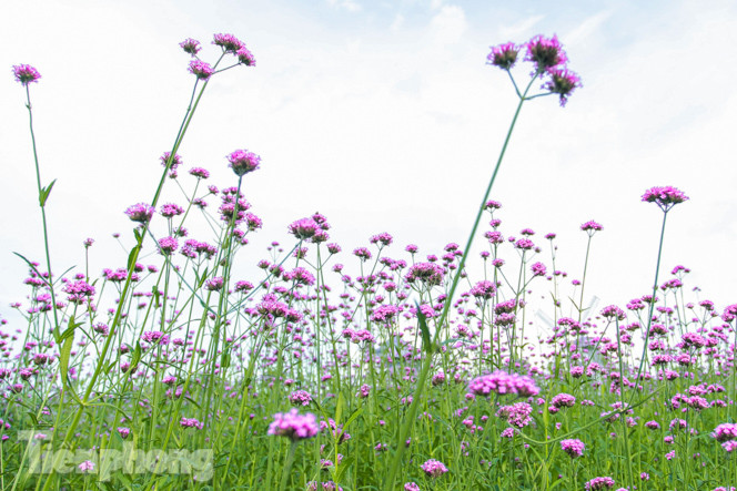 Thảm hoa tím lãng mạn ở Hà Nội hút đông đảo nữ sinh đến ‘check-in’ ảnh 2