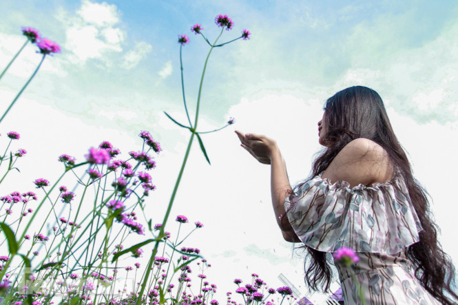 Thảm hoa tím lãng mạn ở Hà Nội hút đông đảo nữ sinh đến ‘check-in’ ảnh 7