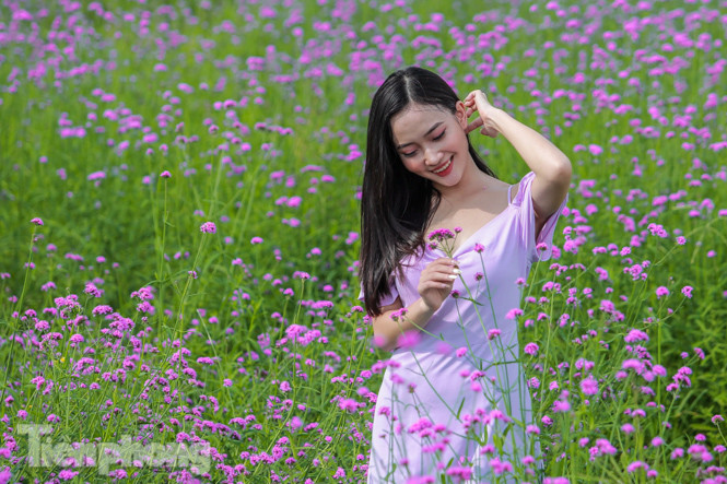 Thảm hoa tím lãng mạn ở Hà Nội hút đông đảo nữ sinh đến ‘check-in’ ảnh 6