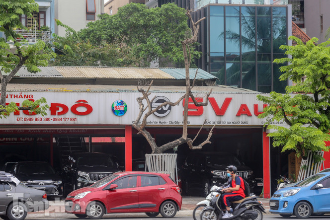 Được 'cấp cứu' liên tục, hàng sưa đỏ phố Nguyễn Văn Huyên vẫn héo úa ảnh 5