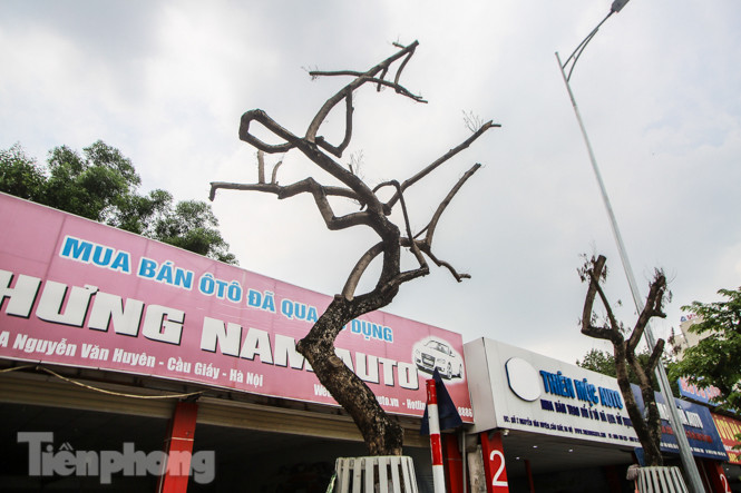 Được 'cấp cứu' liên tục, hàng sưa đỏ phố Nguyễn Văn Huyên vẫn héo úa ảnh 9