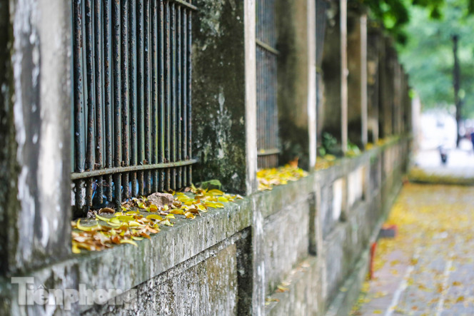  Lá phủ vàng con phố trong tiết trời chuyển sang thu ở Hà Nội ảnh 8