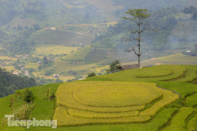 Mê mẩn cảnh sắc 'thiên đường' mùa lúa chín ở Sa Pa ảnh 6
