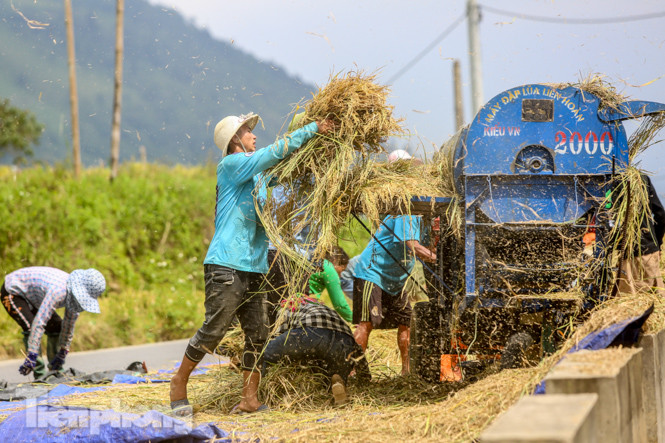 Mê mẩn cảnh sắc 'thiên đường' mùa lúa chín ở Sa Pa ảnh 11