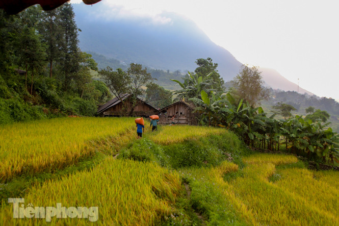 Mê mẩn cảnh sắc 'thiên đường' mùa lúa chín ở Sa Pa ảnh 13