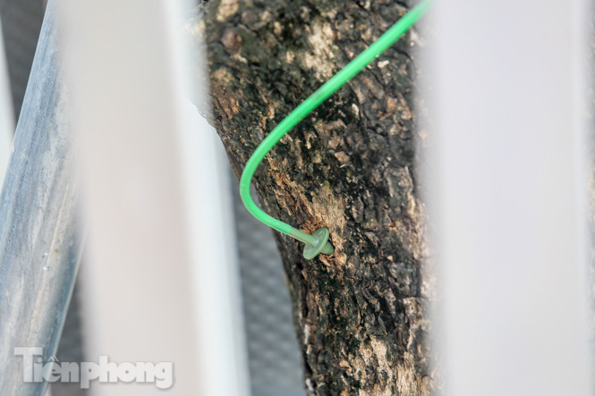 Được 'cấp cứu' liên tục, hàng sưa đỏ phố Nguyễn Văn Huyên vẫn héo úa ảnh 4