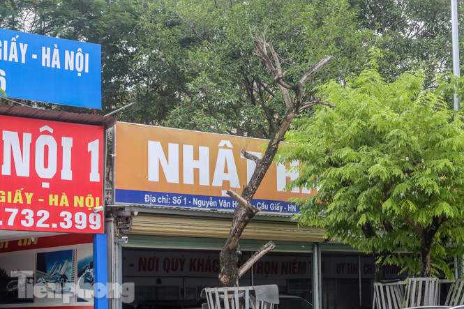 Được 'cấp cứu' liên tục, hàng sưa đỏ phố Nguyễn Văn Huyên vẫn héo úa ảnh 7