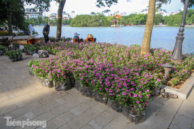 Cận cảnh 'vườn hoa' mới rực rỡ bên bờ hồ Hoàn Kiếm ảnh 8