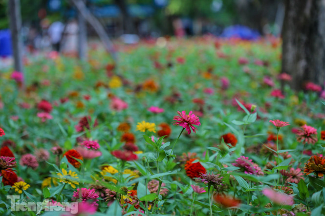 Cận cảnh 'vườn hoa' mới rực rỡ bên bờ hồ Hoàn Kiếm ảnh 6