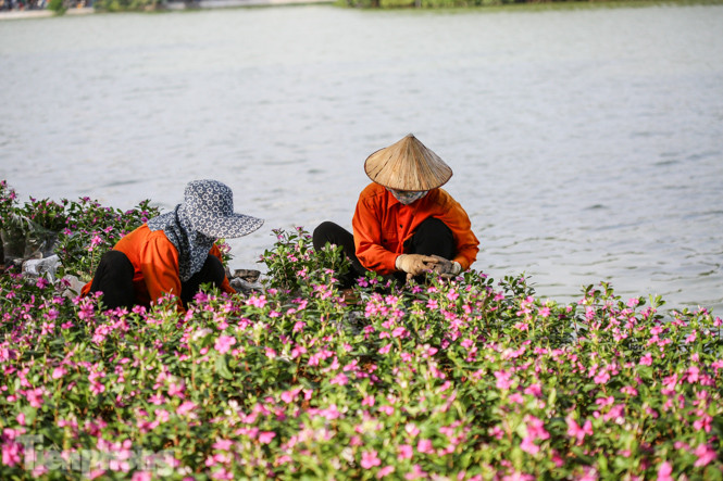 Cận cảnh 'vườn hoa' mới rực rỡ bên bờ hồ Hoàn Kiếm ảnh 11