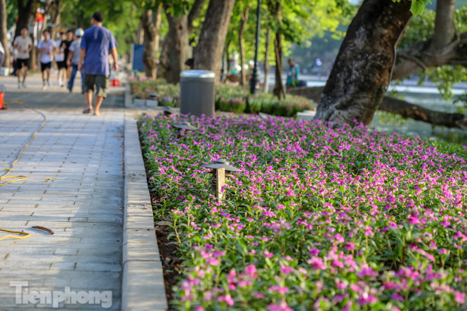 Cận cảnh 'vườn hoa' mới rực rỡ bên bờ hồ Hoàn Kiếm ảnh 12