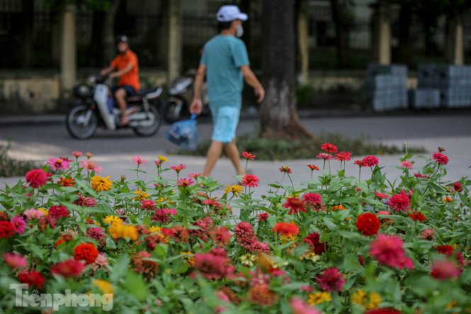 Cận cảnh 'vườn hoa' mới rực rỡ bên bờ hồ Hoàn Kiếm ảnh 1