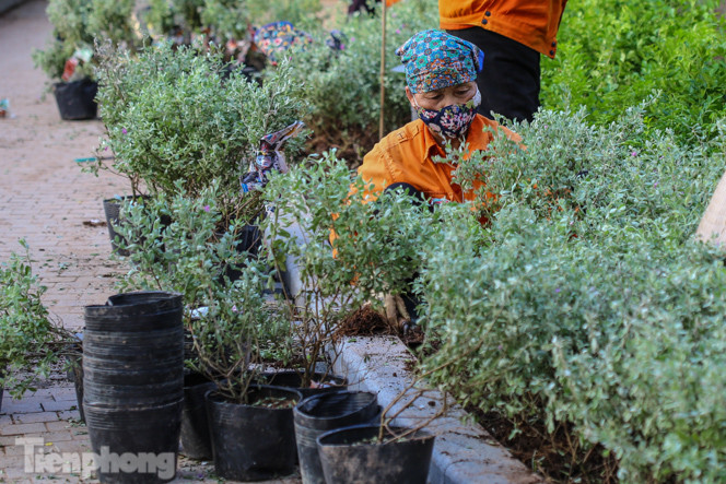 Cận cảnh 'vườn hoa' mới rực rỡ bên bờ hồ Hoàn Kiếm ảnh 9