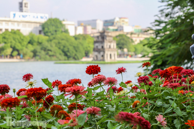 Cận cảnh 'vườn hoa' mới rực rỡ bên bờ hồ Hoàn Kiếm ảnh 7