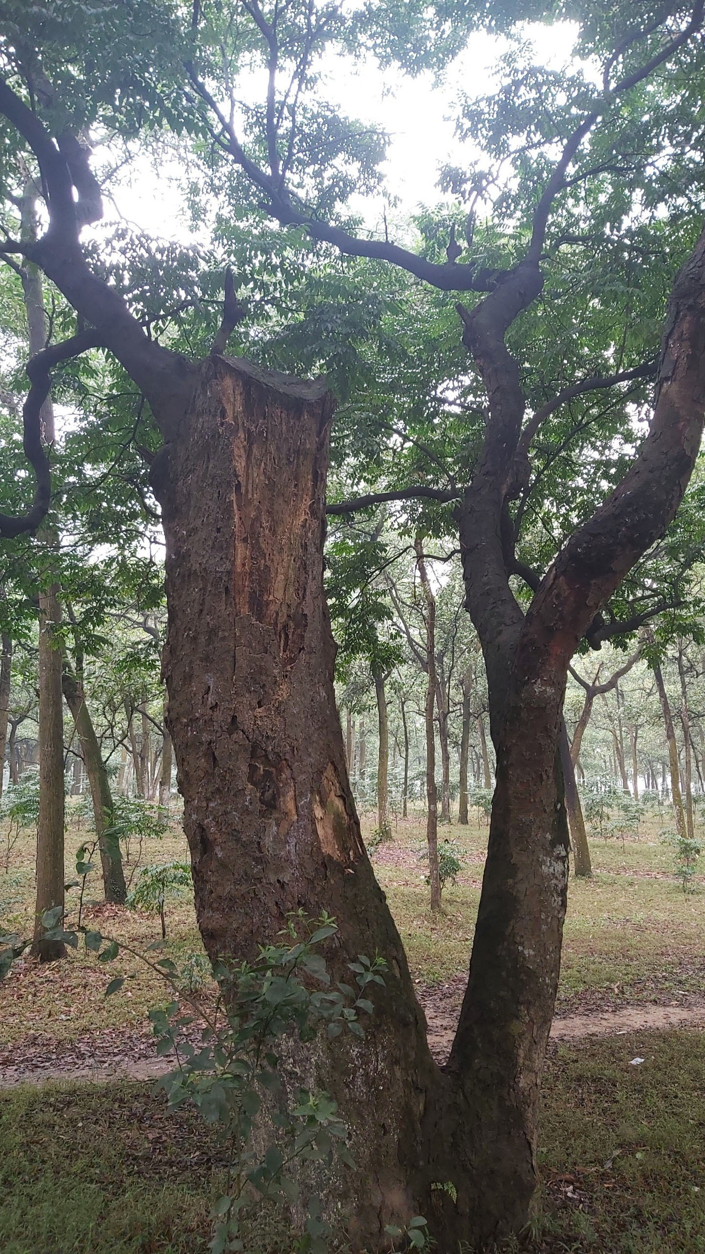 Khám phá rừng lim độc đáo, hơn nghìn năm tuổi tại Hà Nội ảnh 9