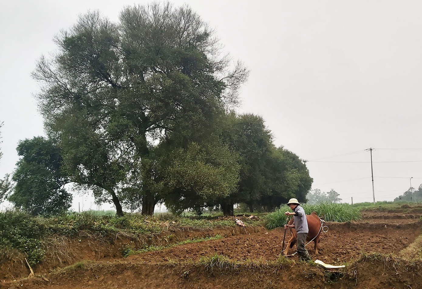Ngắm rặng duối cổ hơn ngàn năm tuổi tương truyền để buộc voi, ngựa chiến của vua Ngô Quyền ảnh 8