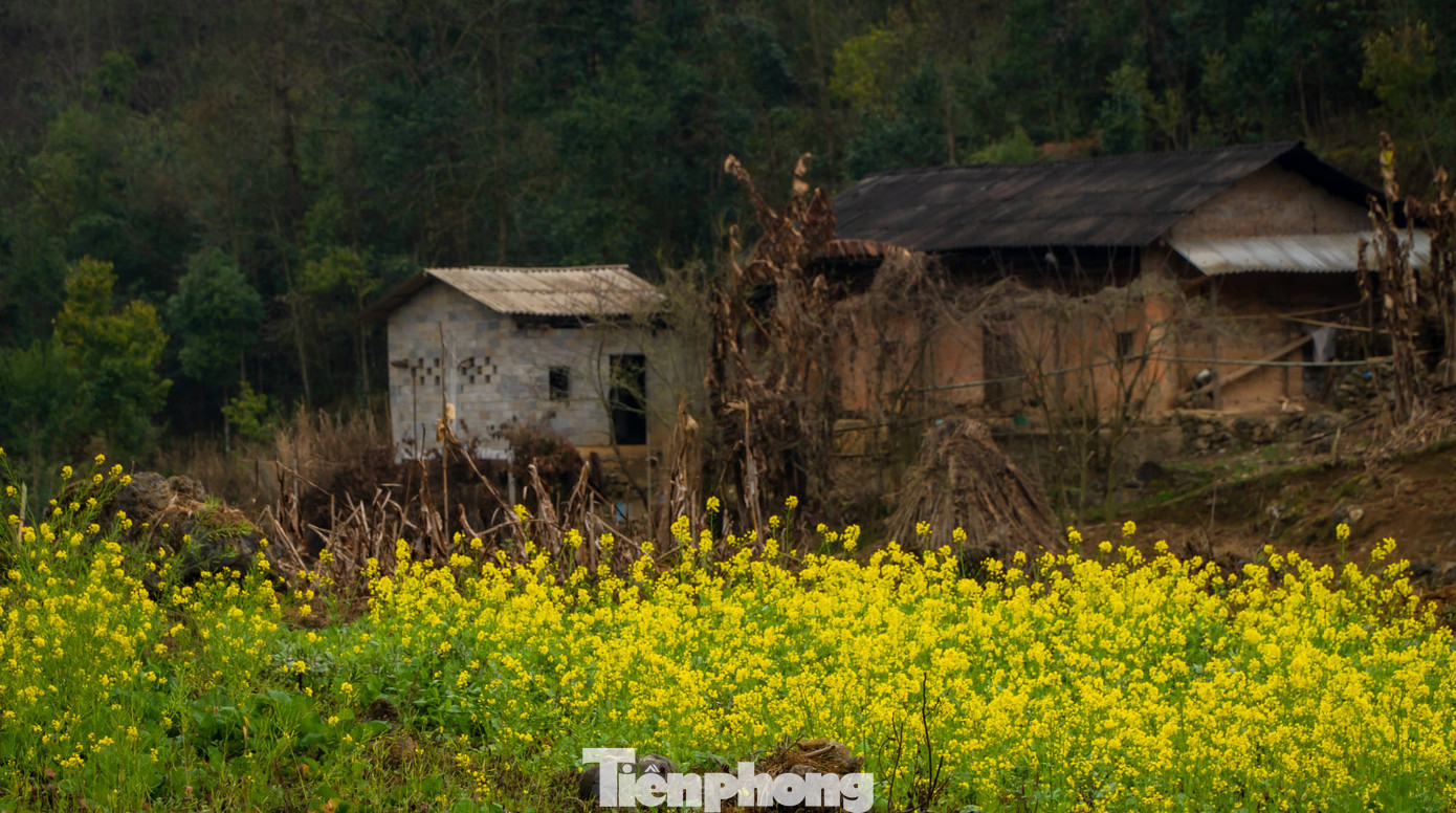 Hoa cải nhuộm vàng núi đá Hà Giang ảnh 4