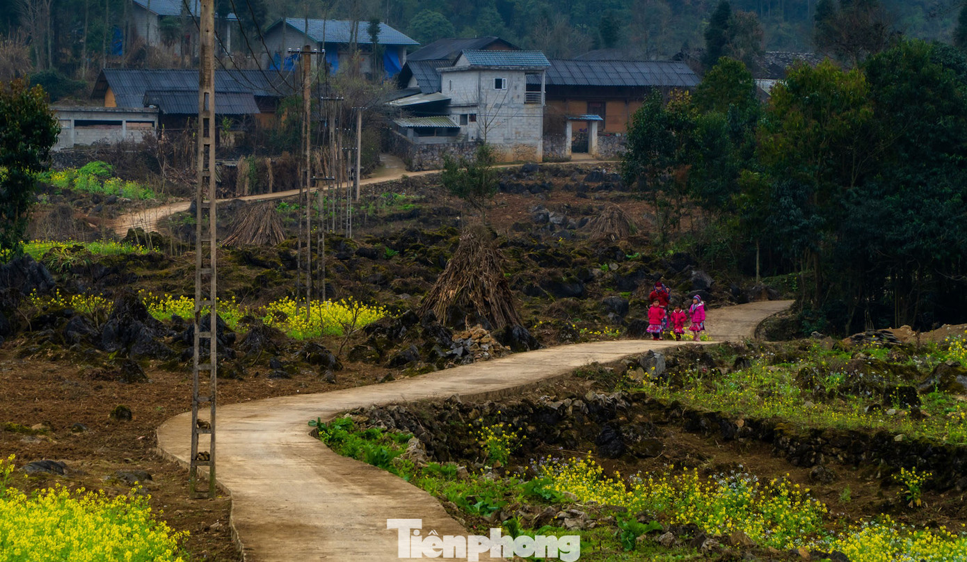 Hoa cải nhuộm vàng núi đá Hà Giang ảnh 8