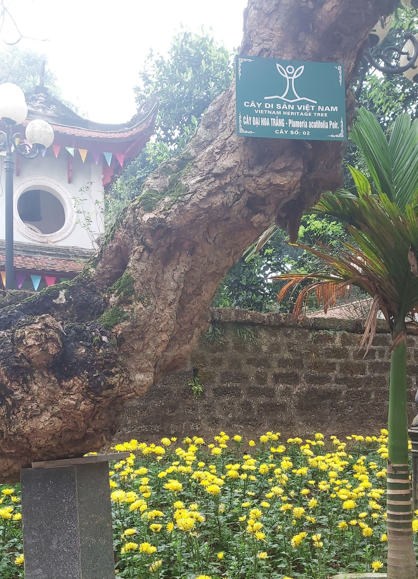 Khám phá rừng lim độc đáo, hơn nghìn năm tuổi tại Hà Nội ảnh 12