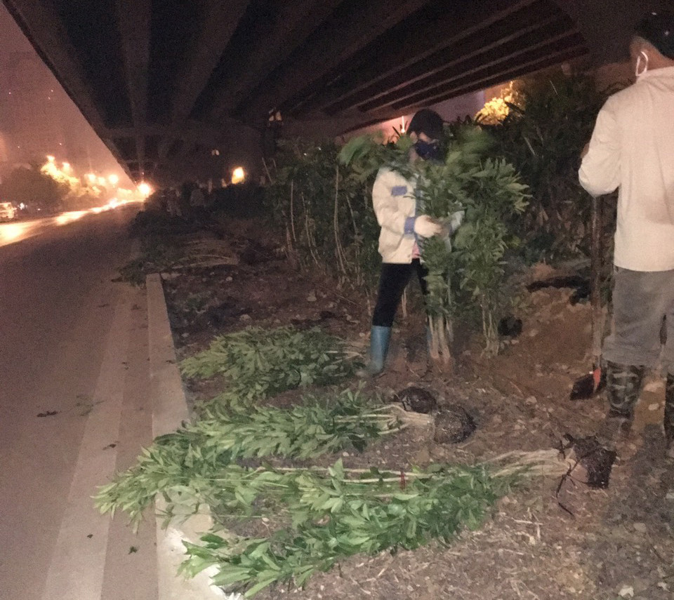 Cắt tỉa cây xanh, chỉnh trang đường phố chờ dỡ bỏ hoàn toàn cách ly ảnh 9