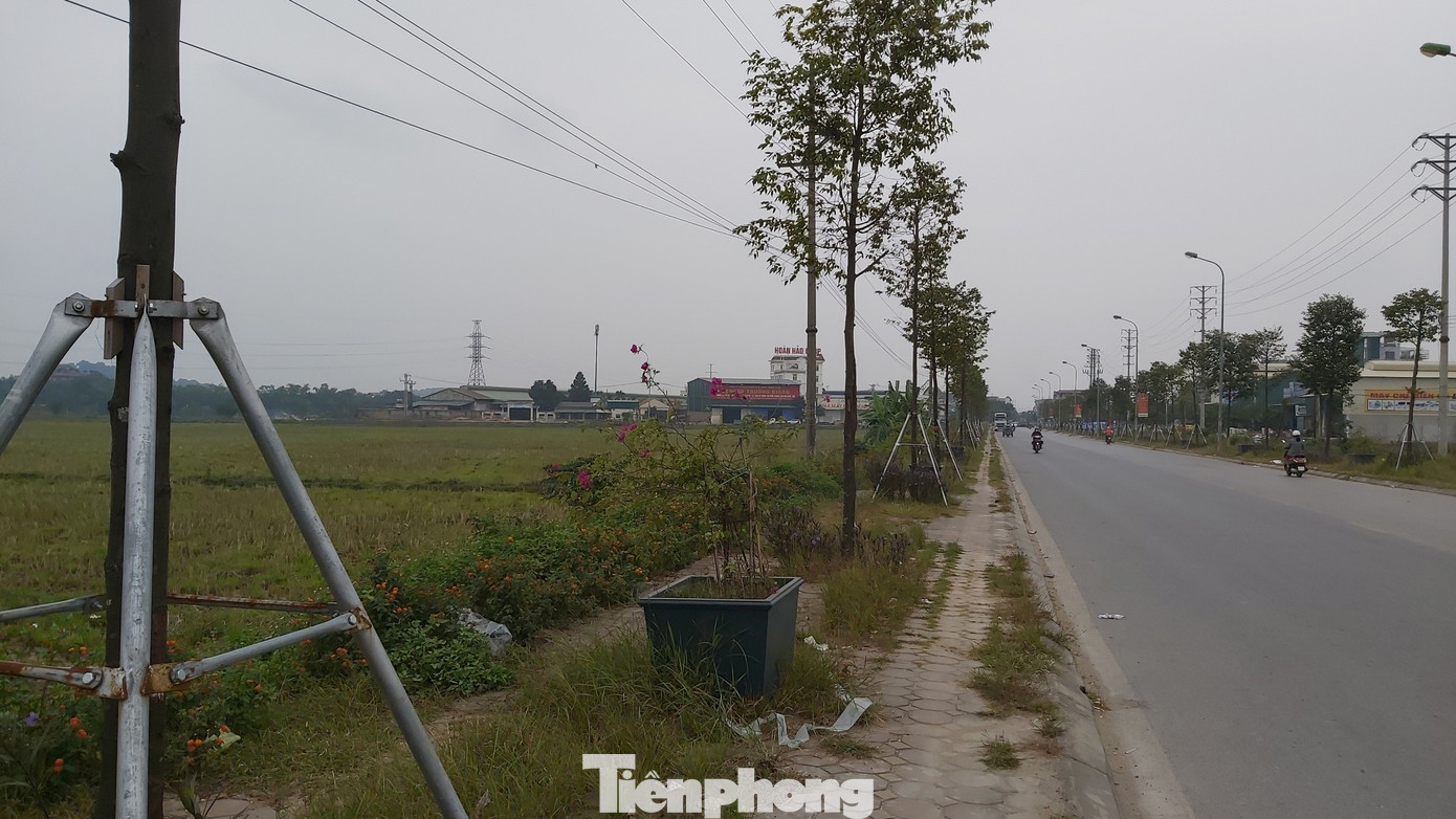 Vừa thay mới, hàng ngàn cọc chống cây xanh ngoại thành Hà Nội đã gãy đổ ảnh 8