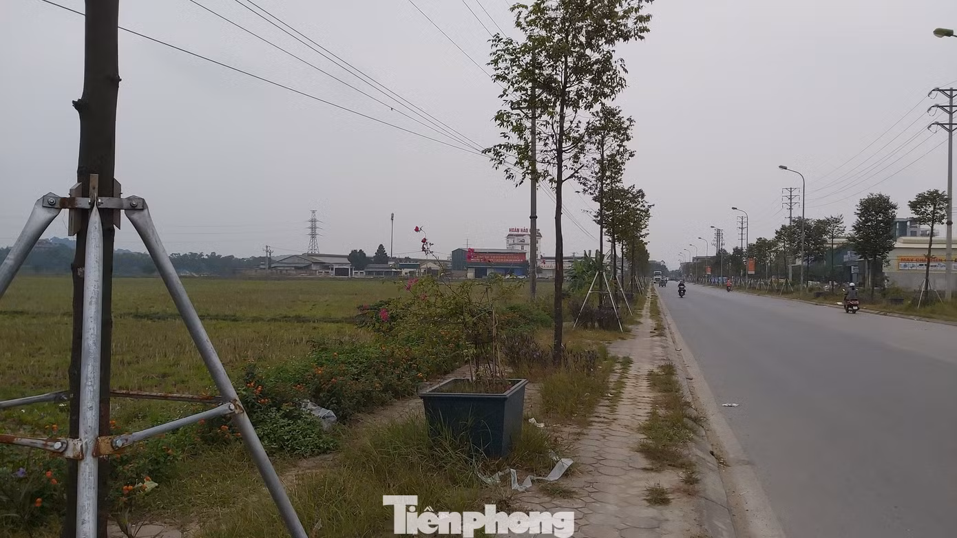 Vừa thay mới, hàng ngàn cọc chống cây xanh ngoại thành Hà Nội đã gãy đổ ảnh 8
