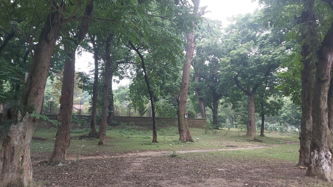 Khám phá rừng lim độc đáo, hơn nghìn năm tuổi tại Hà Nội ảnh 1